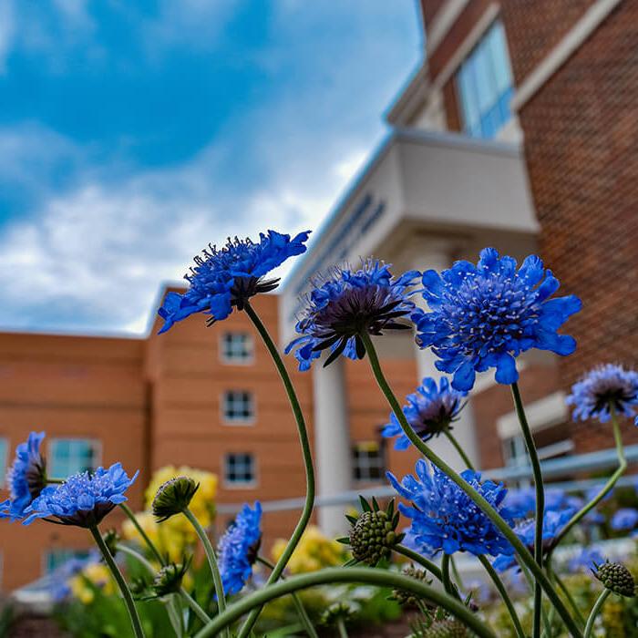 flowers at HLSB